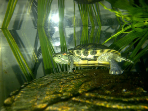 Caring for a Red Eared Slider Turtle