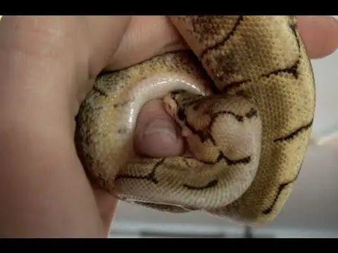 What Does a Bite From a Ball Python Feel Like