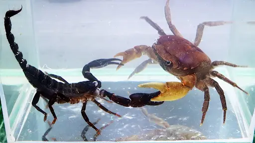 Difference Between Crab and Scorpion