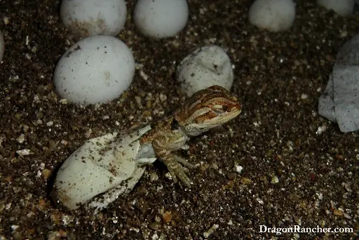 Hatched Baby Bearded Dragon