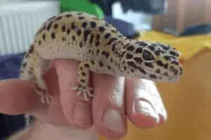 Leopard Gecko Behavior