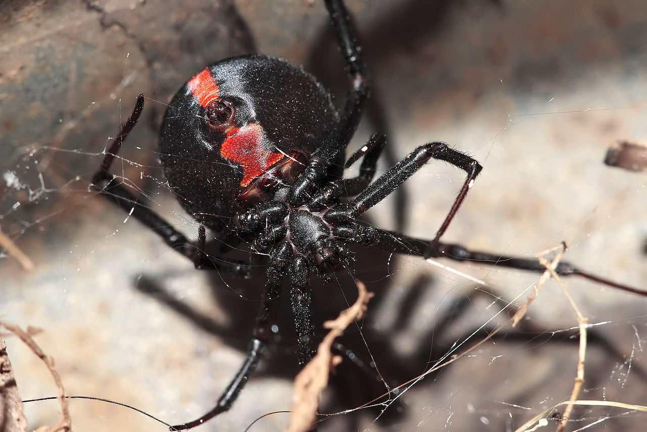 How dangerous are spiders with red dots on their back