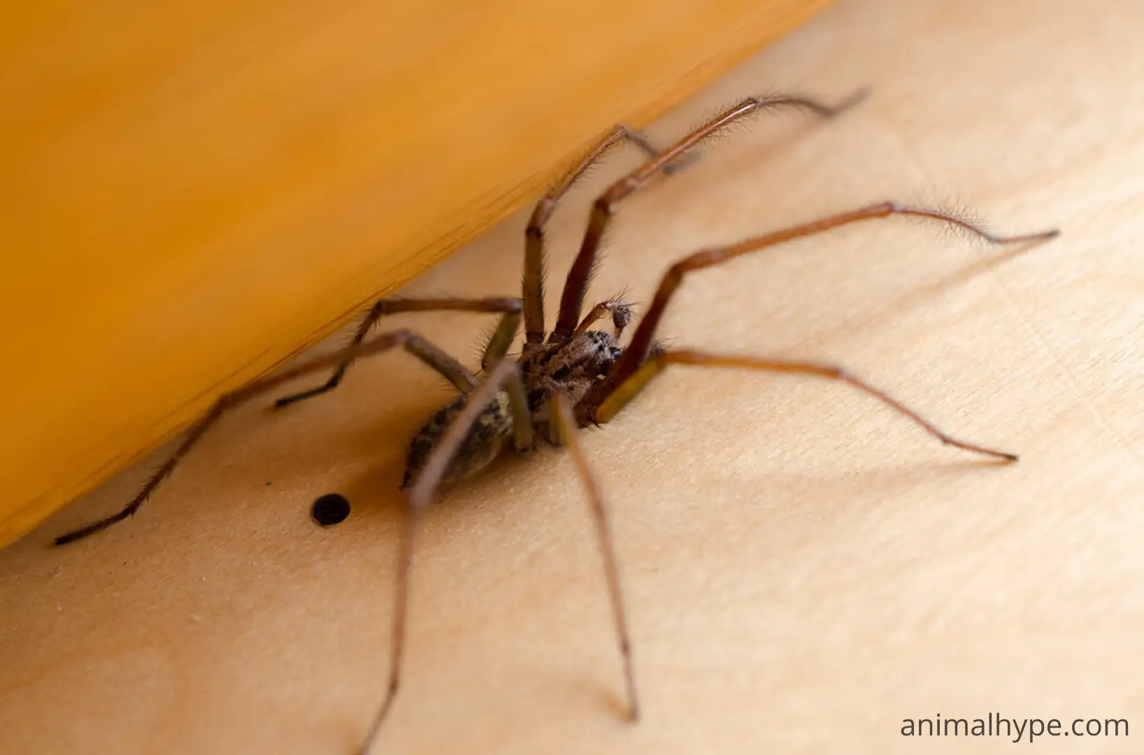 Do Spiders Poop - Reptileszilla