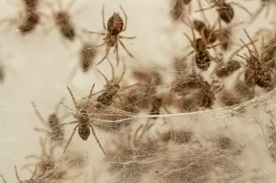 Group of Spiders