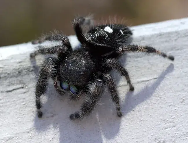 black furry spiders with white spots