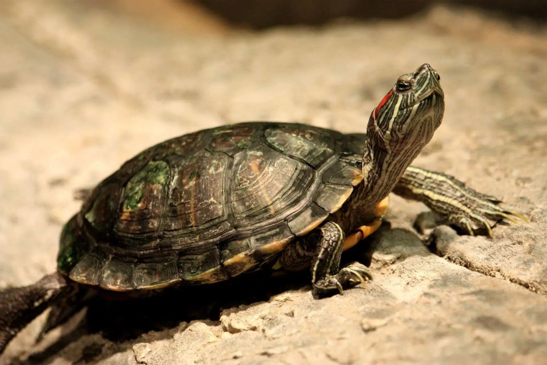 Red Eared Slider turtle