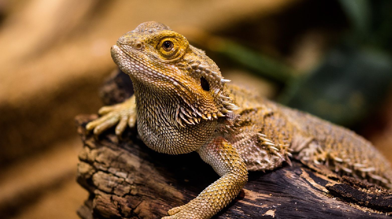 can bearded dragons see red light