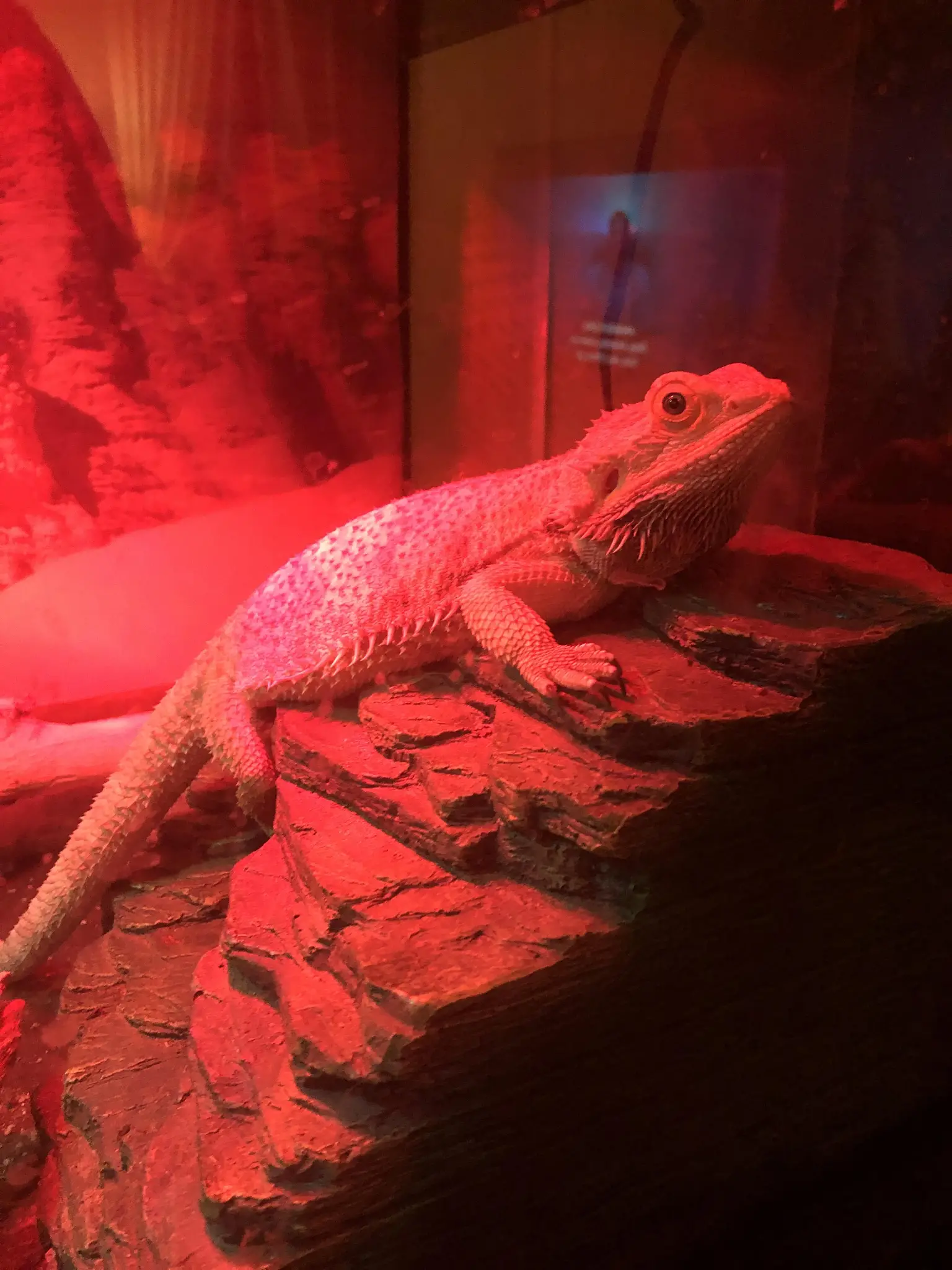 Bearded Dragon - Reptileszilla