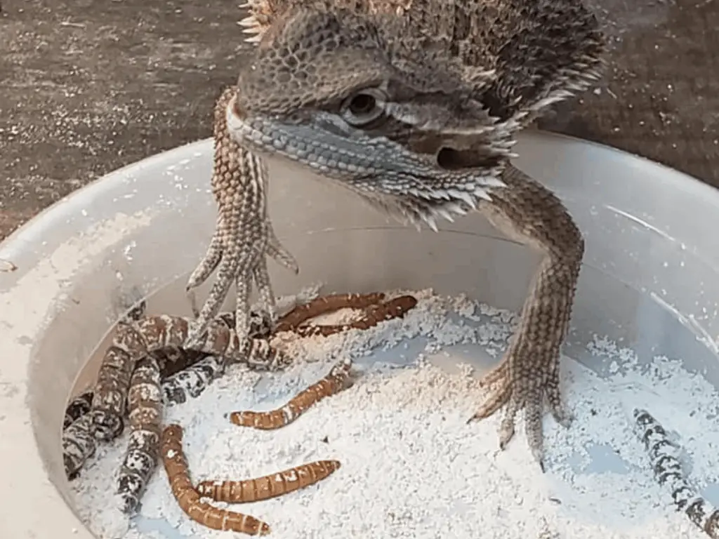 how many mealworms does a bearded dragon eat in one sitting