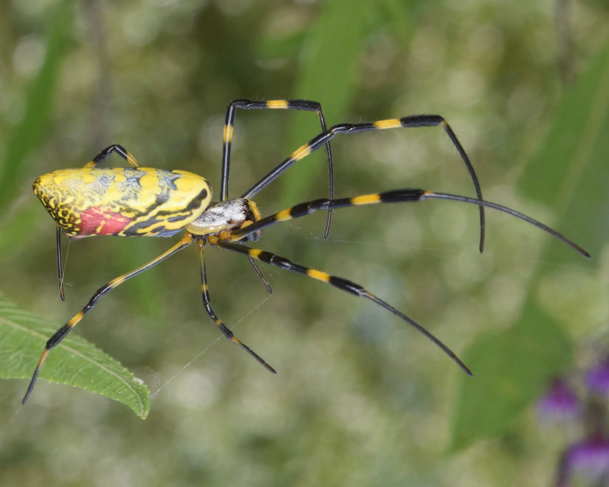 Does Japan have Native spiders?