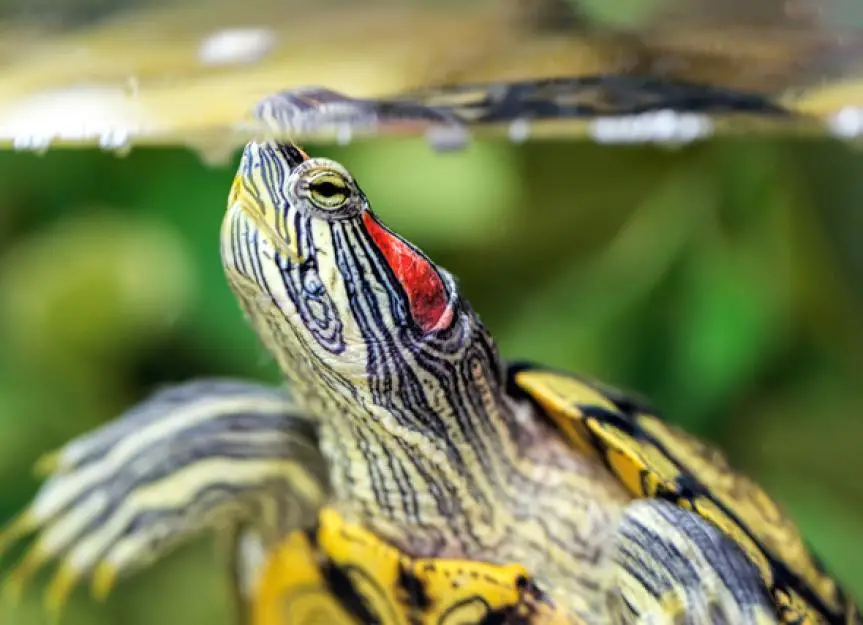 red eared sliders are a threat to the native species