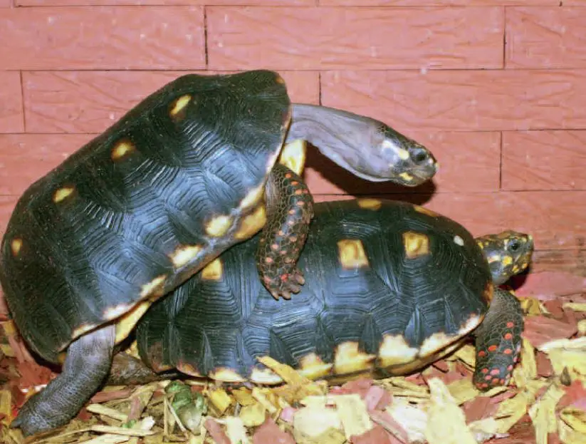 Red-Footed Tortoise Breeding