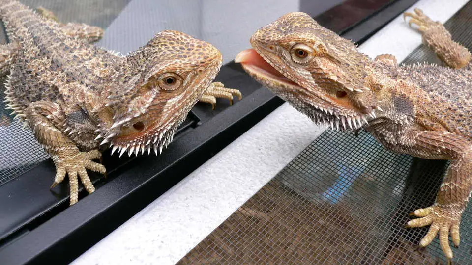 why you shouldn't get a bearded dragon