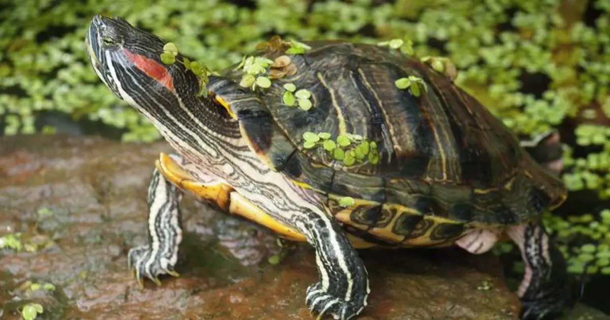 These cute turtles may not look dangerous, but they are among the world's  worst invasive species