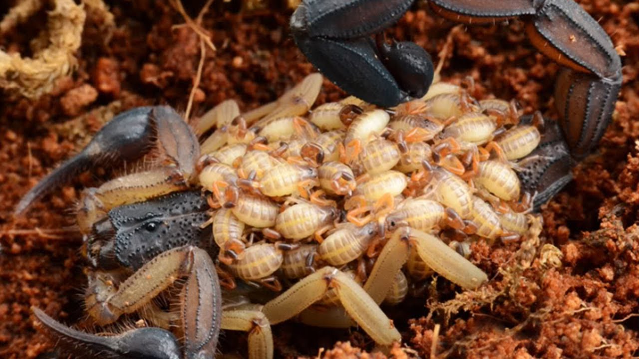 How many babies do scorpions have at a time