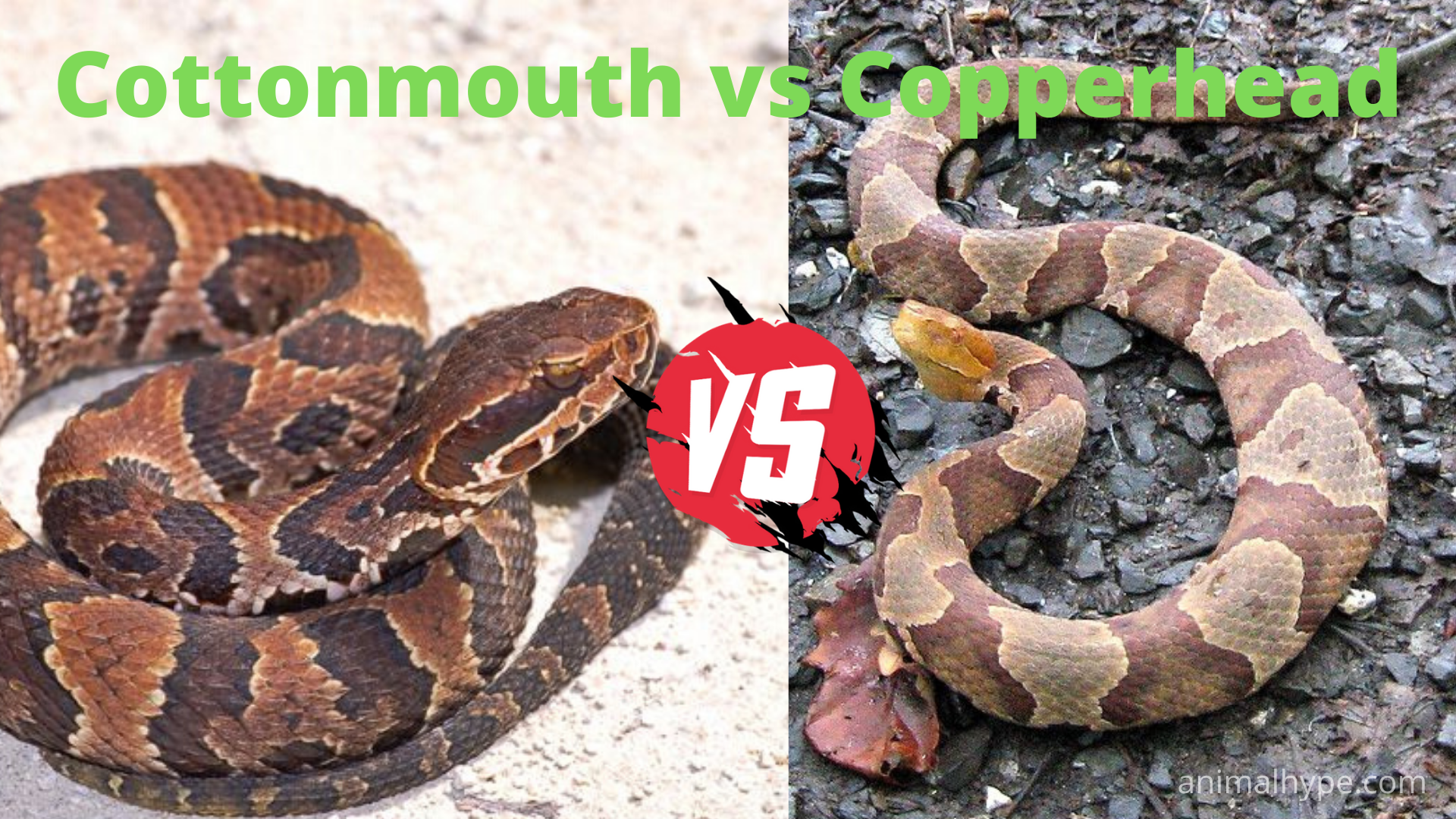 Cottonmouth vs Copperhead